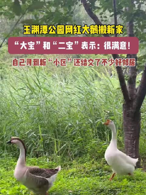 網(wǎng)紅大鵝,從田間到網(wǎng)絡(luò)，一只鵝的傳奇之旅