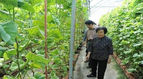 娛樂圈吃瓜代號(hào)蜜蜂是誰(shuí),娛樂圈神秘吃瓜者的真實(shí)身份揭秘