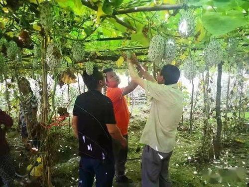 瓜瓜基地,綠色生態(tài)農(nóng)業(yè)的璀璨明珠