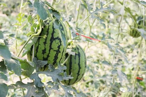 網(wǎng)紅大瓜在哪找,揭秘?zé)衢T事件背后的秘密聚集地